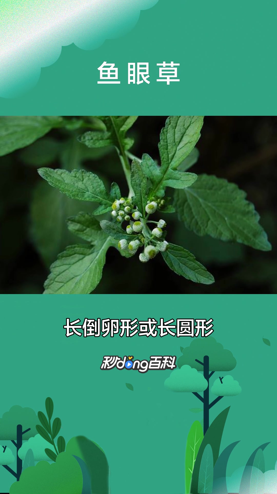 一分钟了解中药鱼眼草