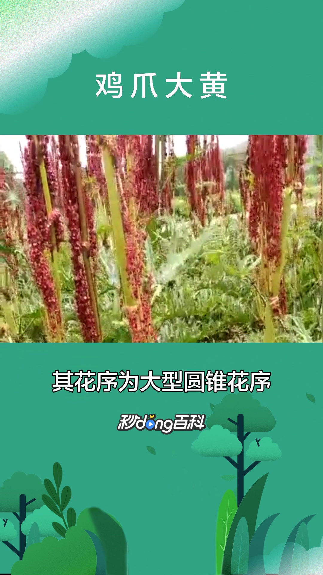 一分钟了解植物鸡爪大黄