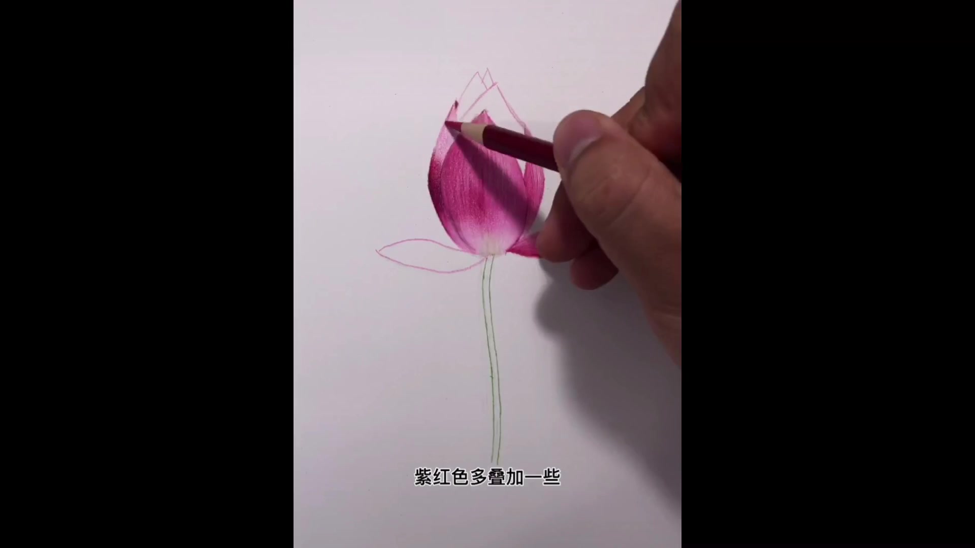 彩铅荷花的基础画法