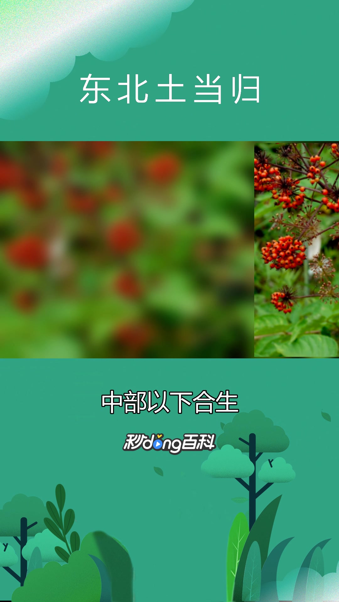 一分钟了解东北土当归
