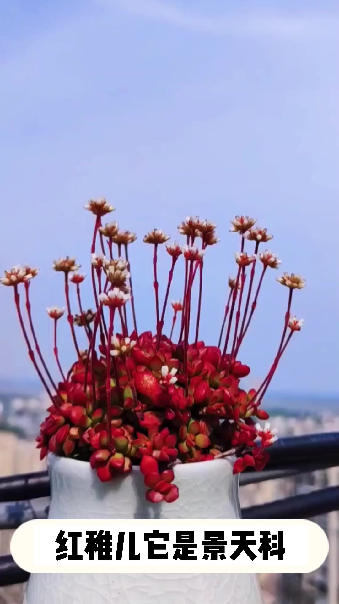 多肉红稚儿的小知识