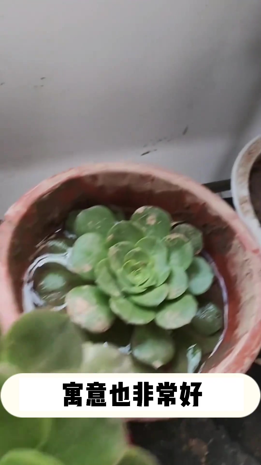 多肉玉龙观音的小知识