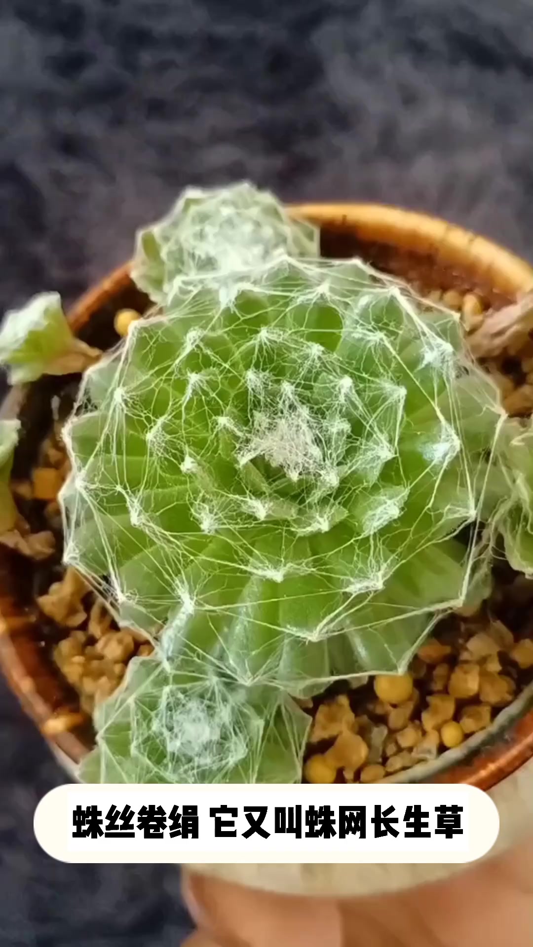 多肉蛛丝卷绢的小知识