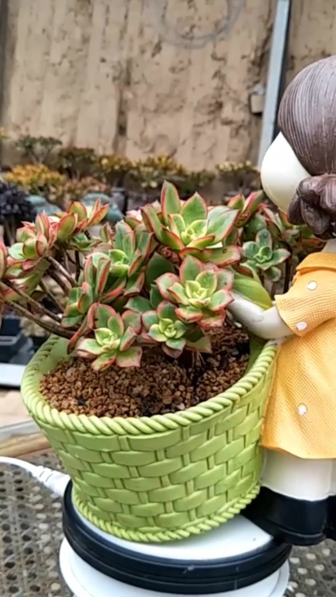 多肉清盛锦的小知识