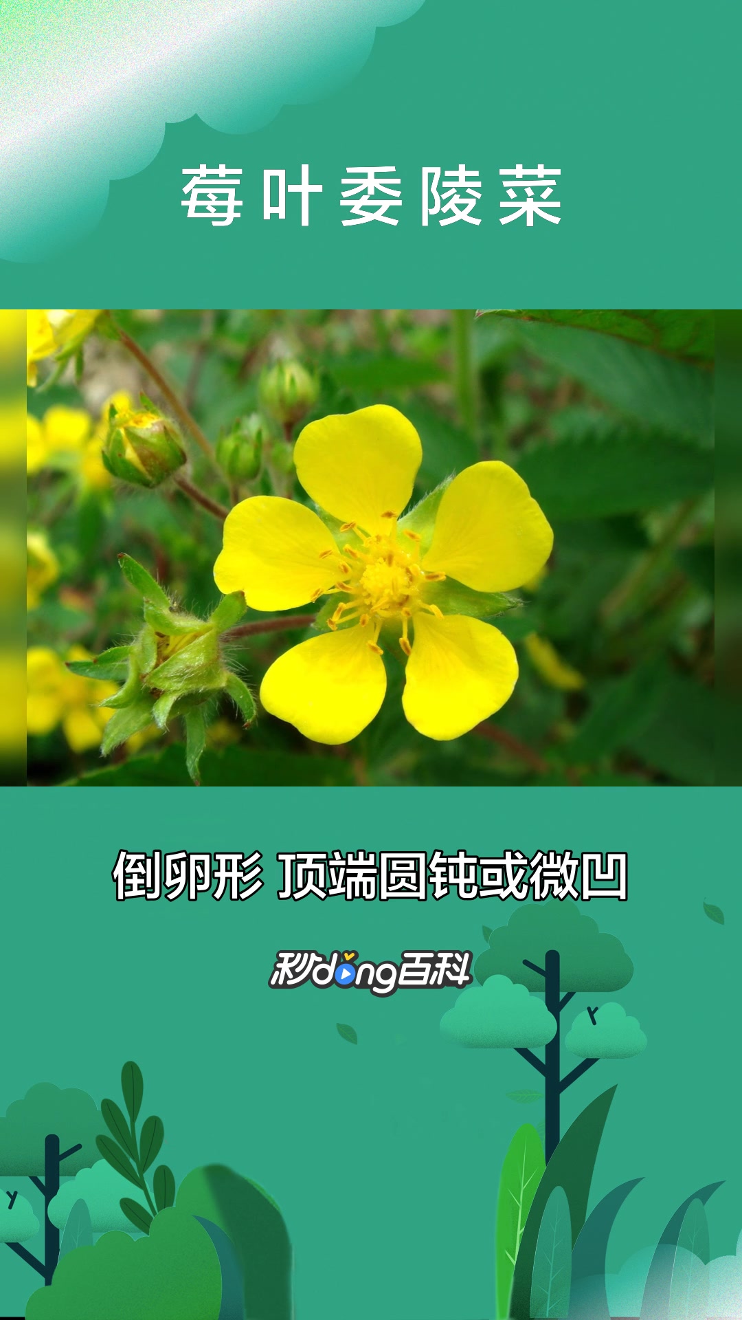 一分钟了解植物莓叶委陵菜