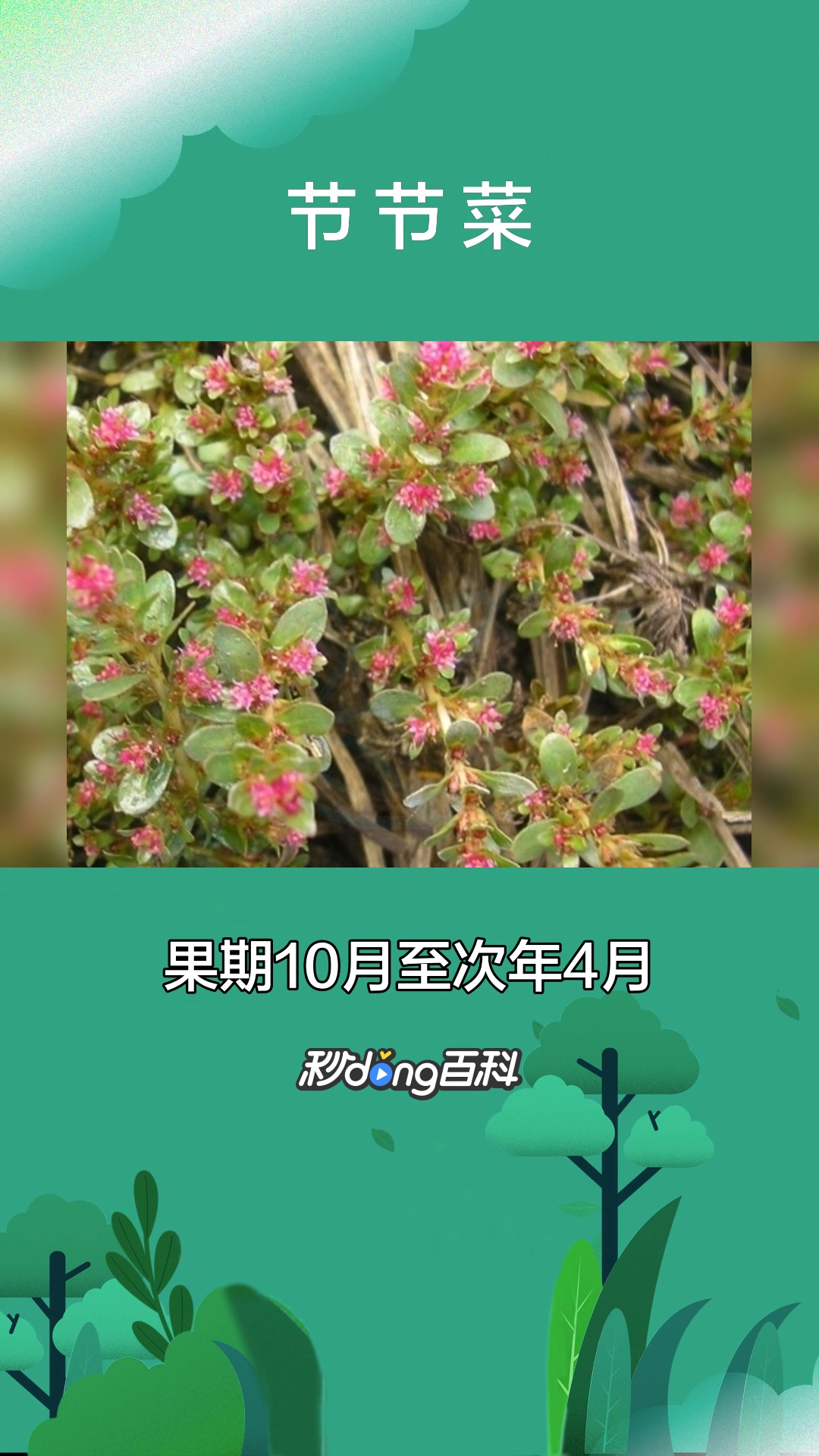 一分钟了解千屈菜科植物节节菜