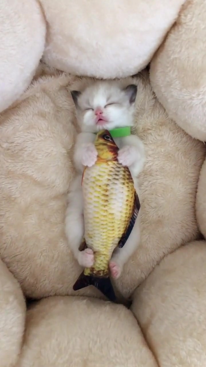 小猫咪不想吃掉小鱼,他把小鱼当作是最好的朋友,睡觉也要抱着