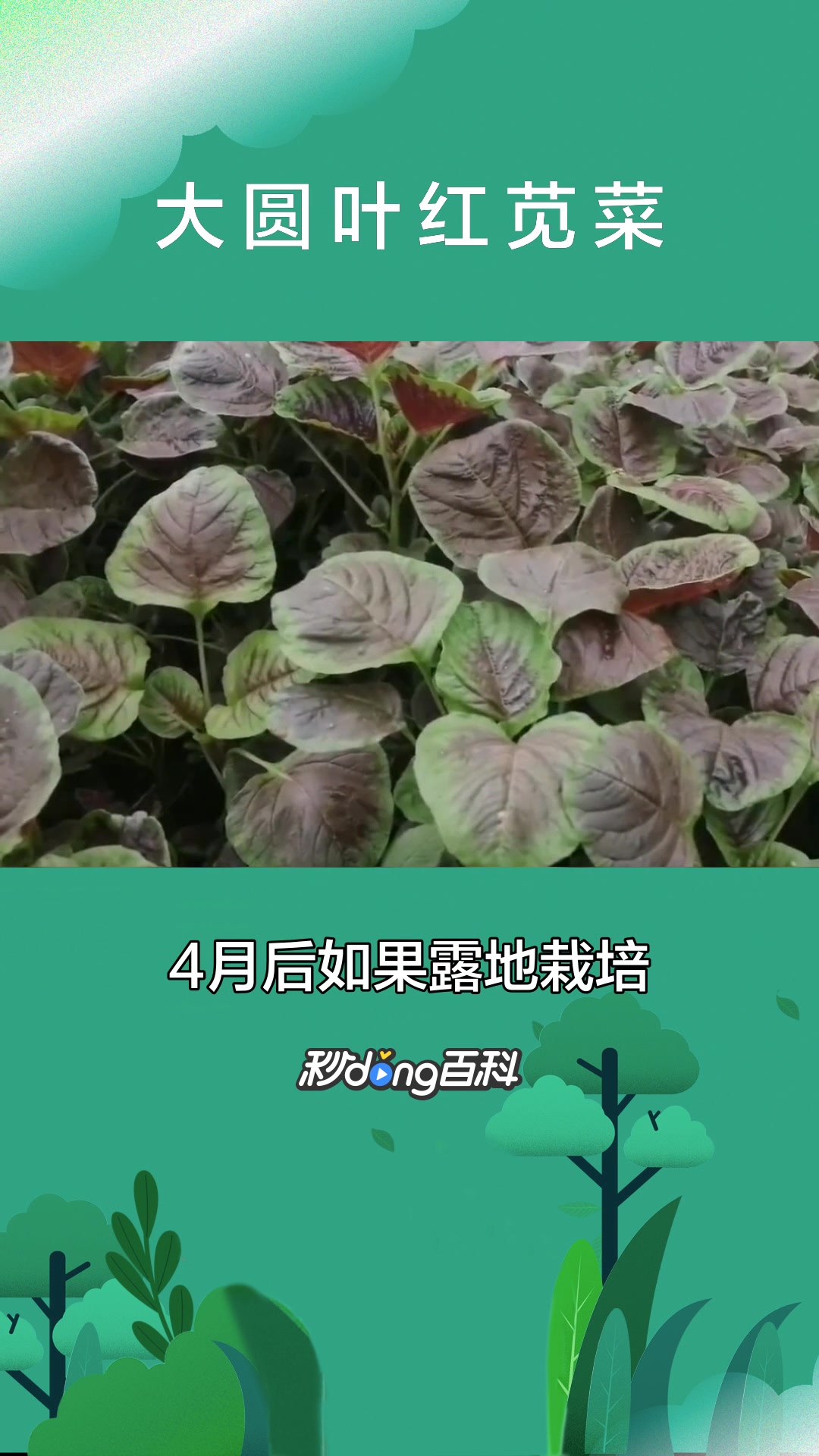 一分钟了解植物大圆叶红苋菜