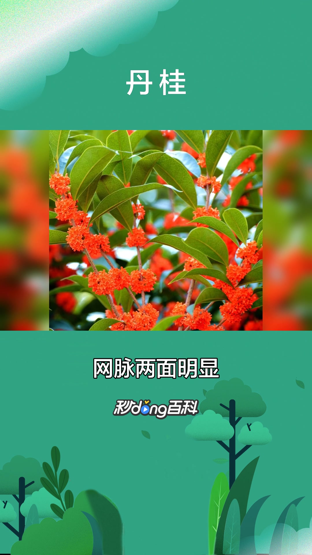 一分钟了解茶叶丹桂