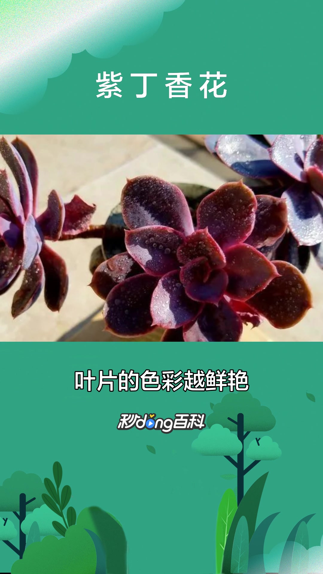 一分钟了解多肉植物紫丁香花