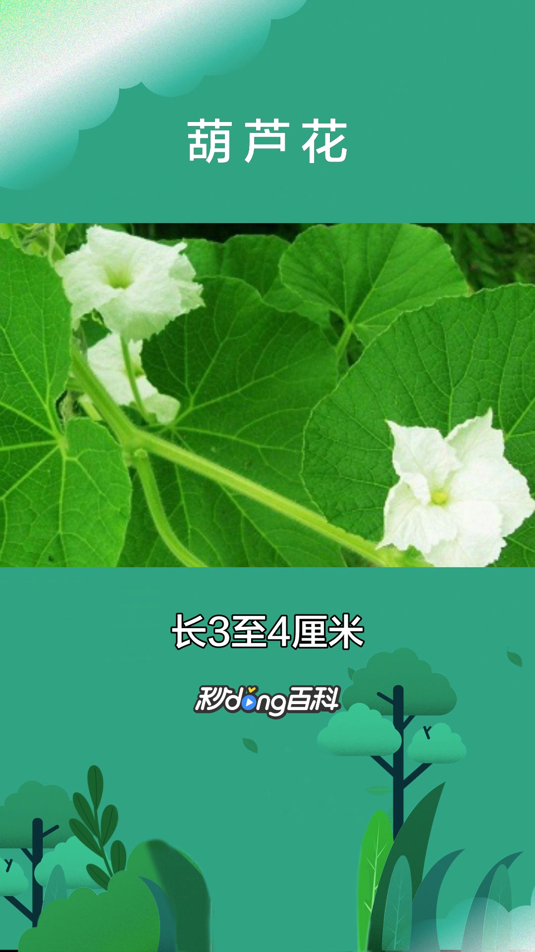 一分钟了解葫芦的花葫芦花