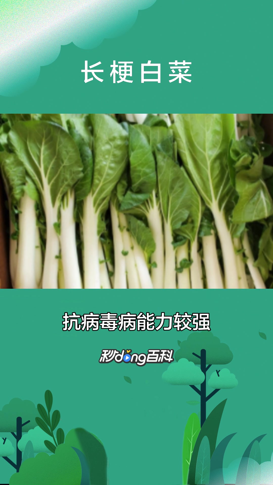 一分钟了解植物长梗白菜