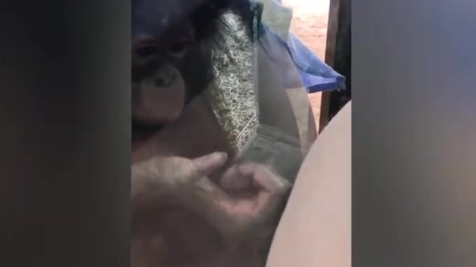 【英国一只猩猩幼崽隔着玻璃反复亲吻孕妇肚子】据《每日邮报》8月20日报道,英国特威克罗斯动