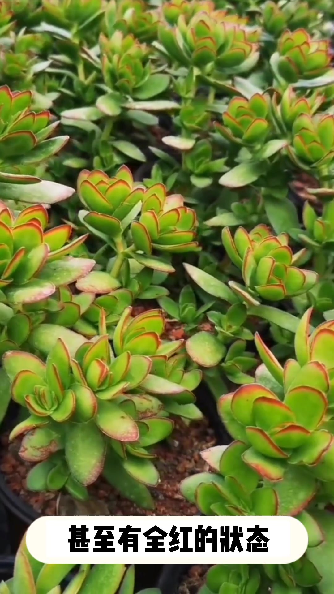 多肉天狗之舞的小知识