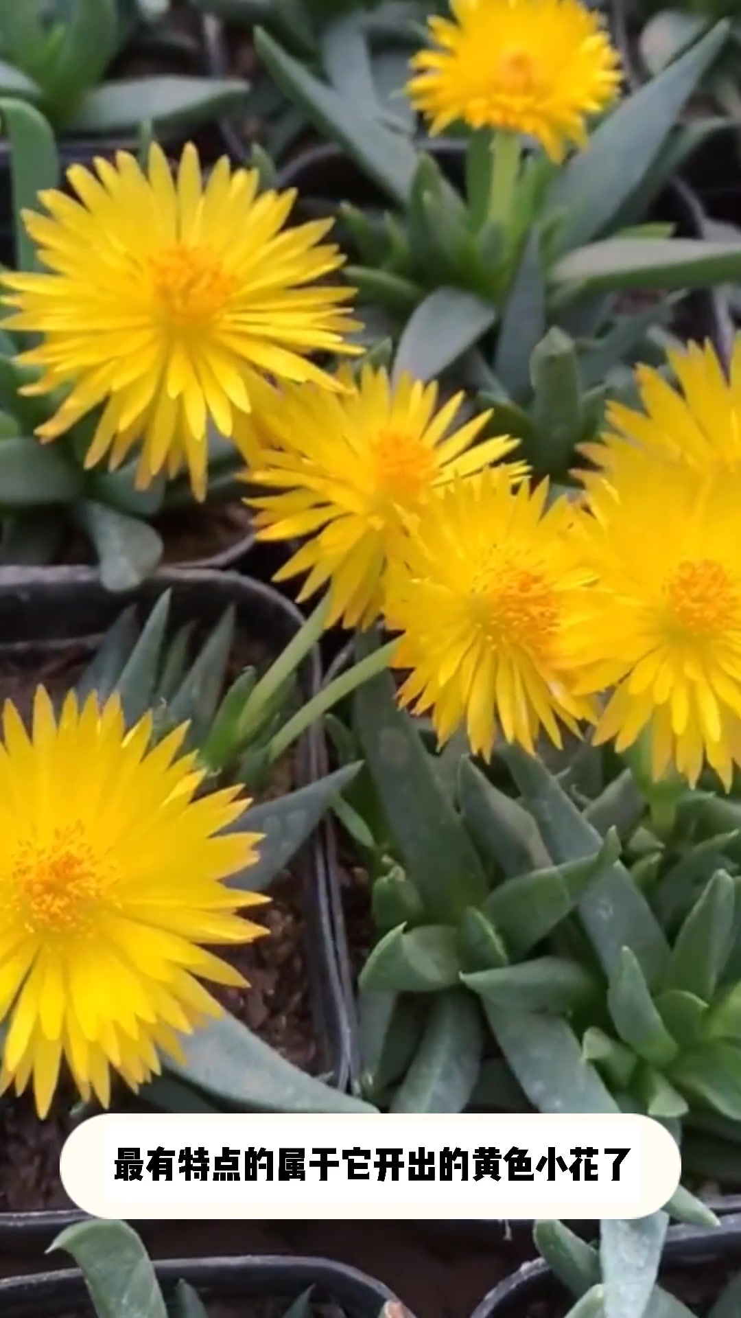 多肉黄花照波的小知识