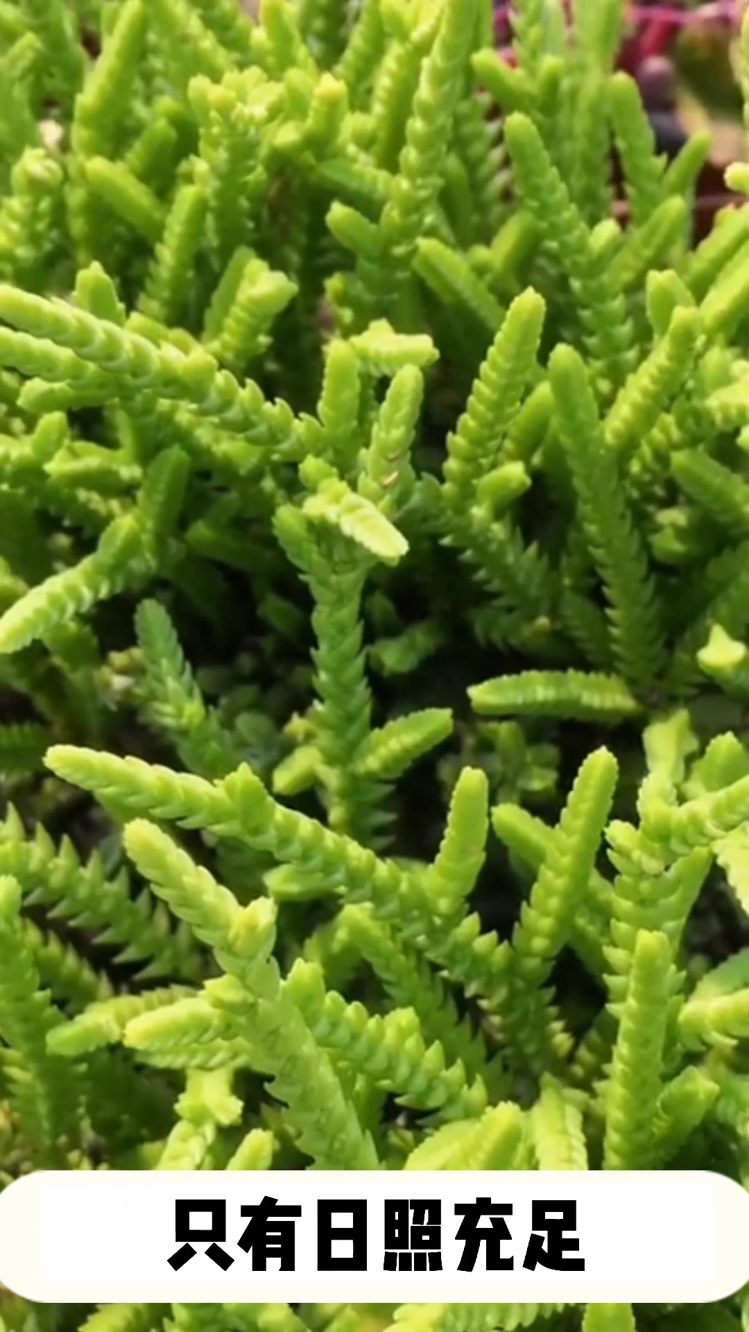 多肉若绿的小知识