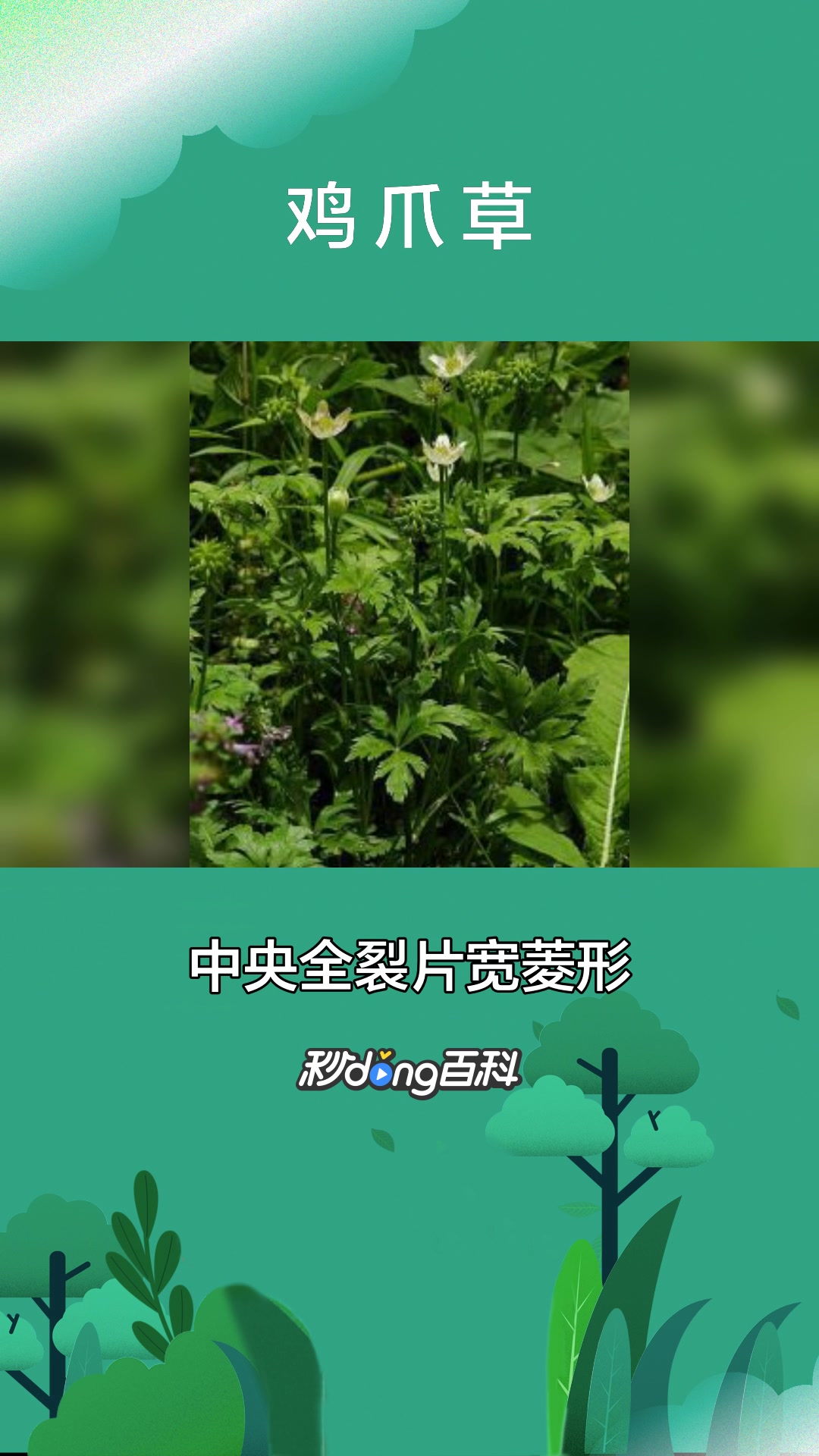 一分钟了解植物鸡爪草