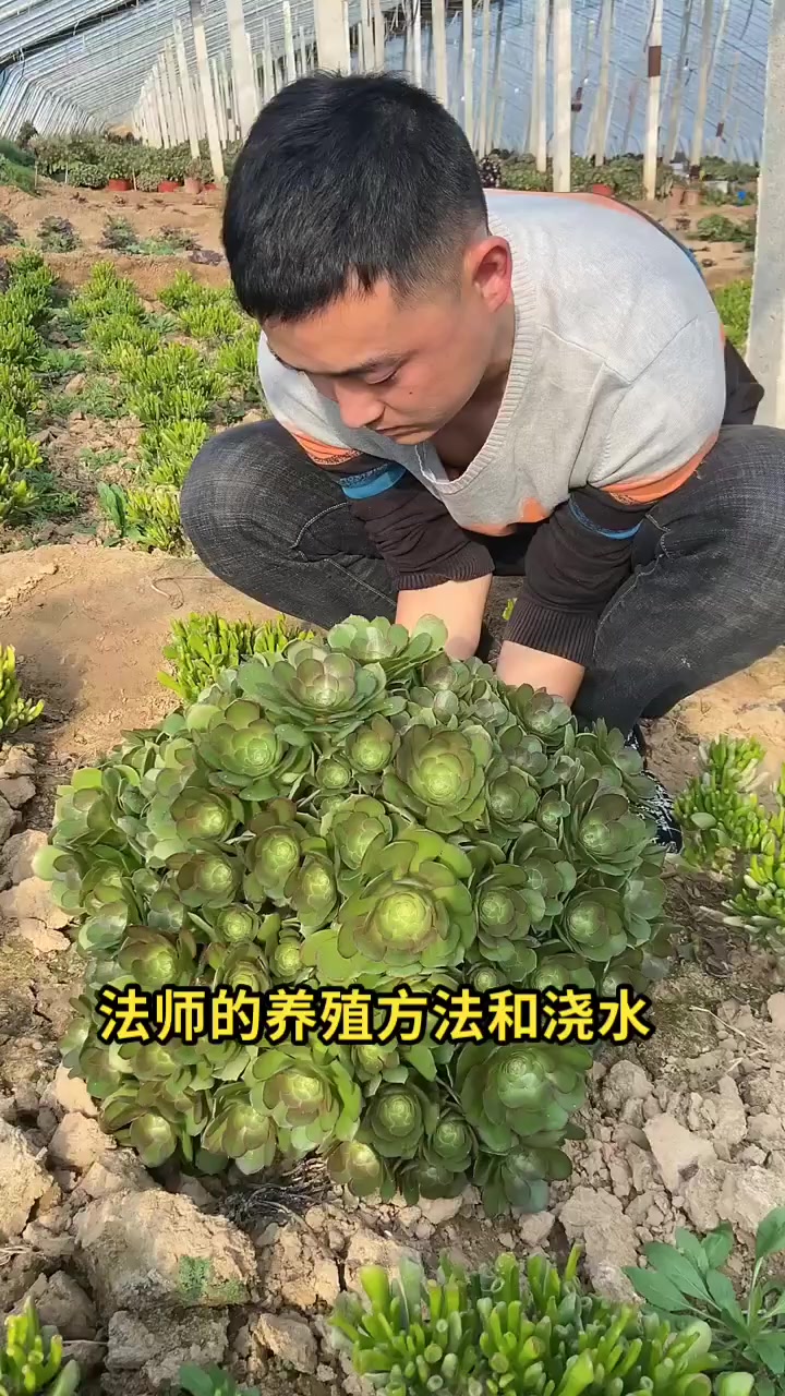 法师的养殖方法和浇水