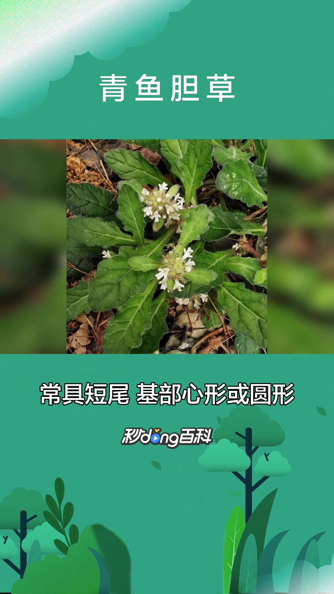 一分钟了解植物青鱼胆草
