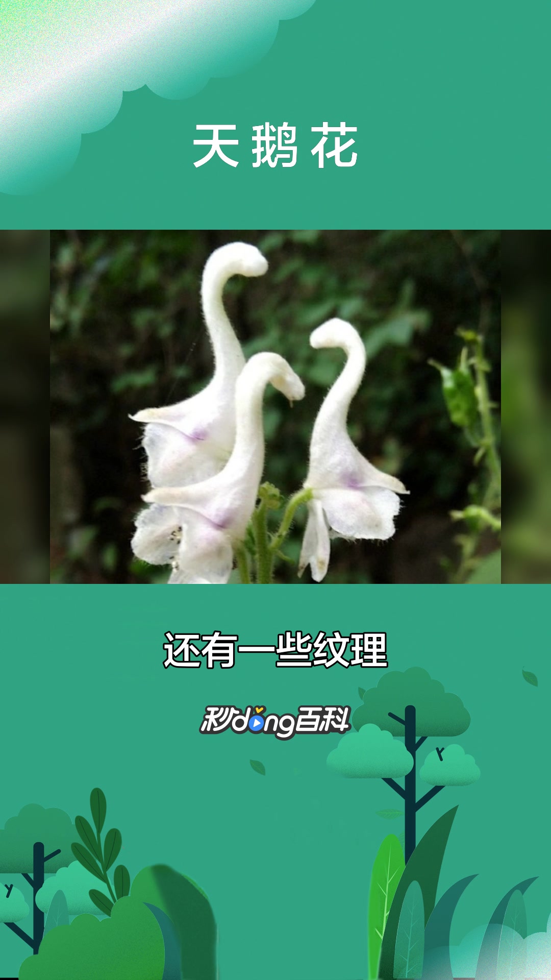 一分钟了解植物天鹅花