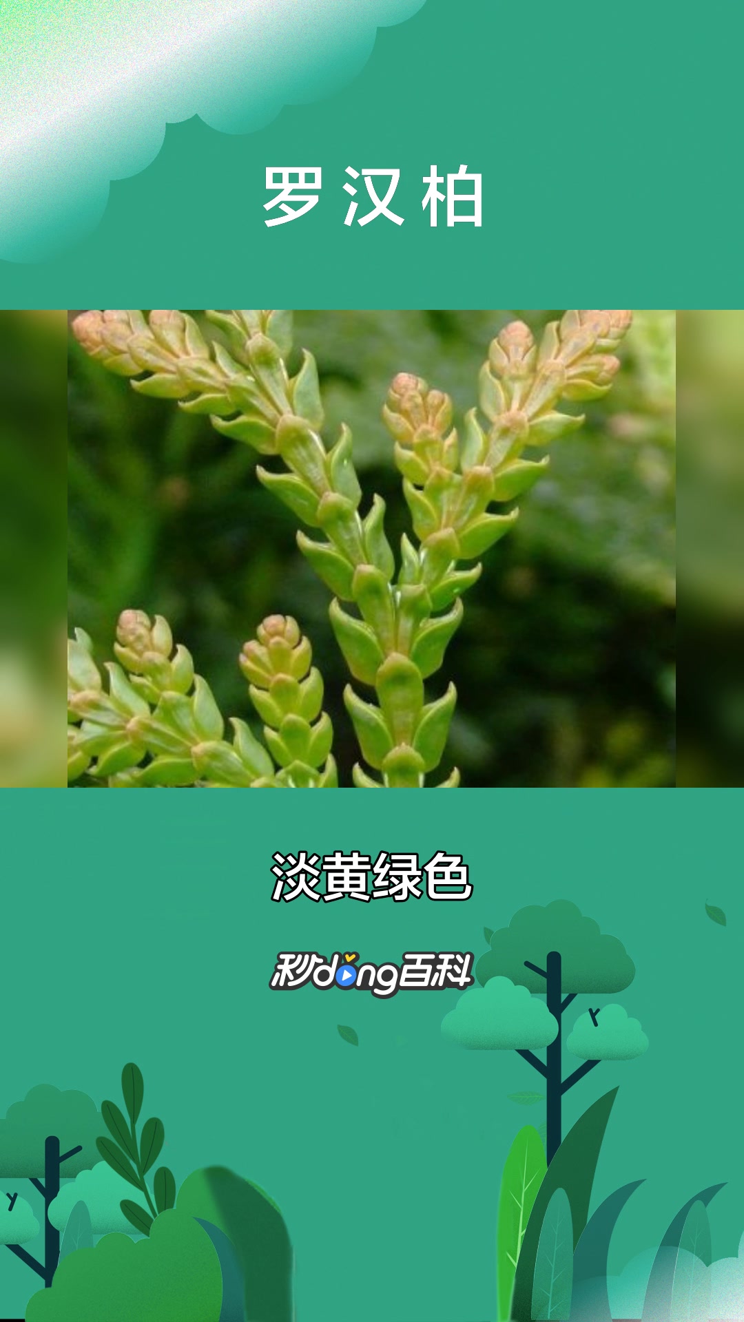 一分钟了解植物罗汉柏