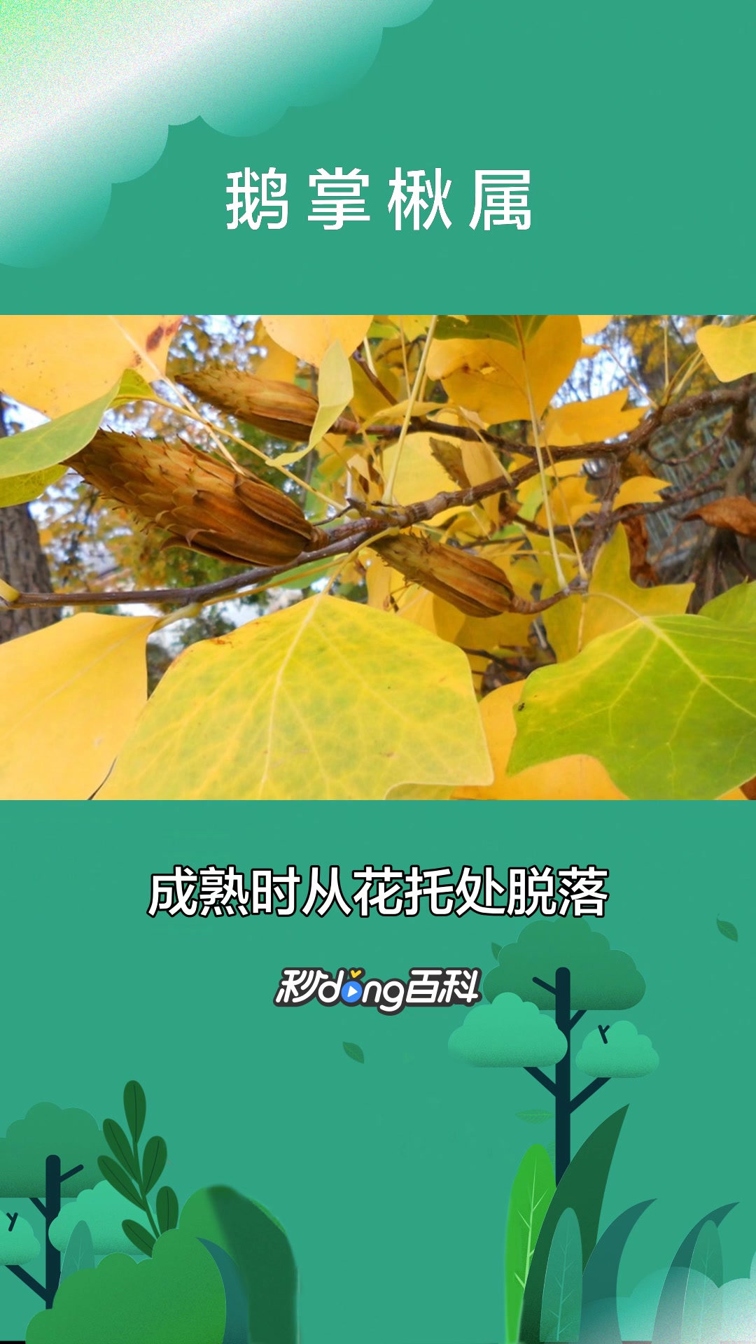 一分钟了解植物鹅掌楸属
