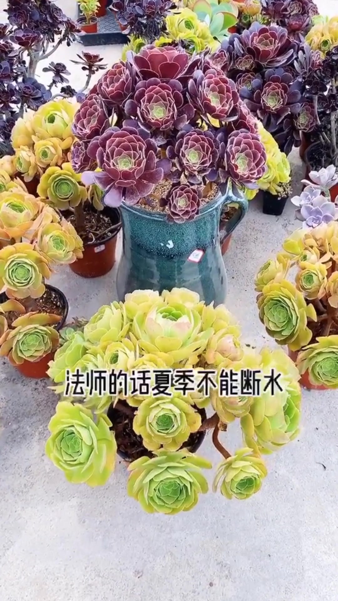 法师的养殖方法和浇水