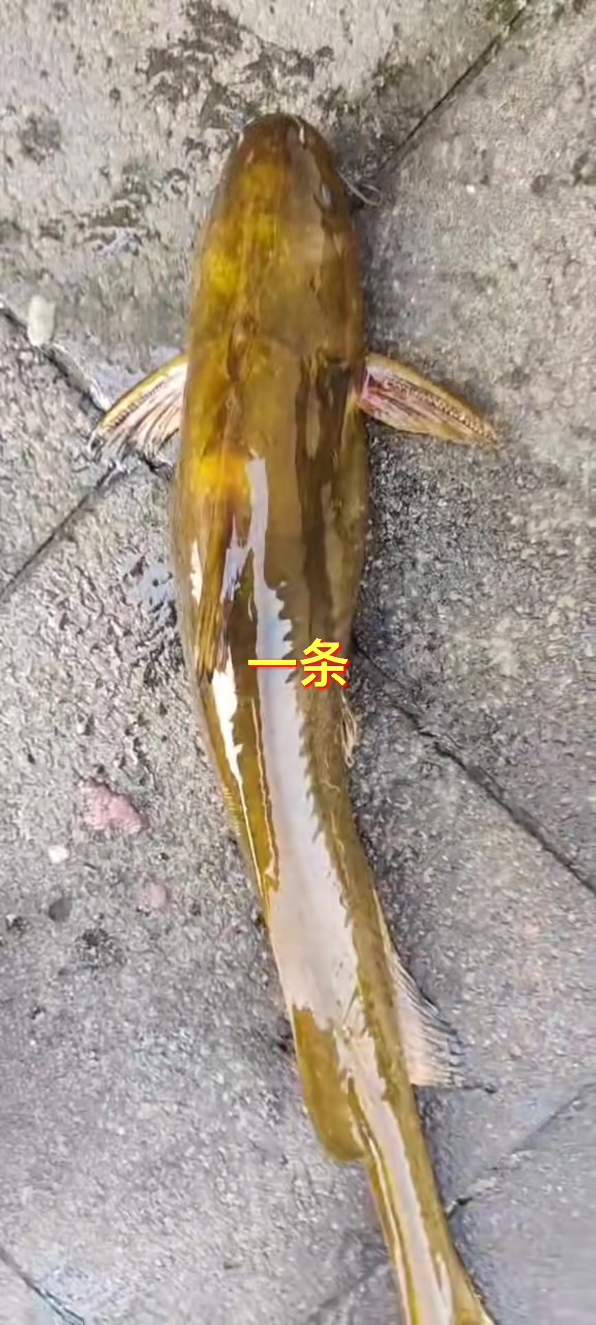 牛尾巴鱼,乌苏里江鱼