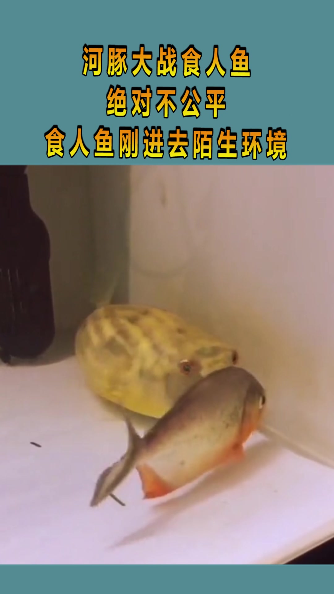 河豚大战食人鱼,绝对不公平,食人鱼刚进去陌生环境!