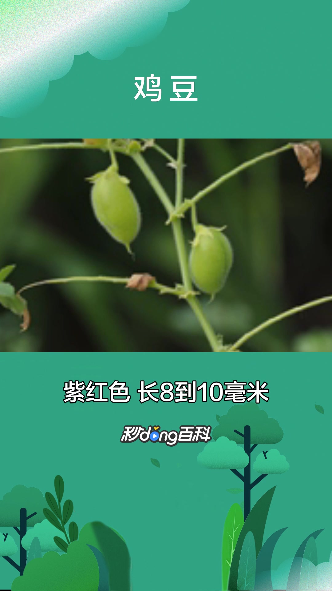 一分钟了解豆科植物鸡豆