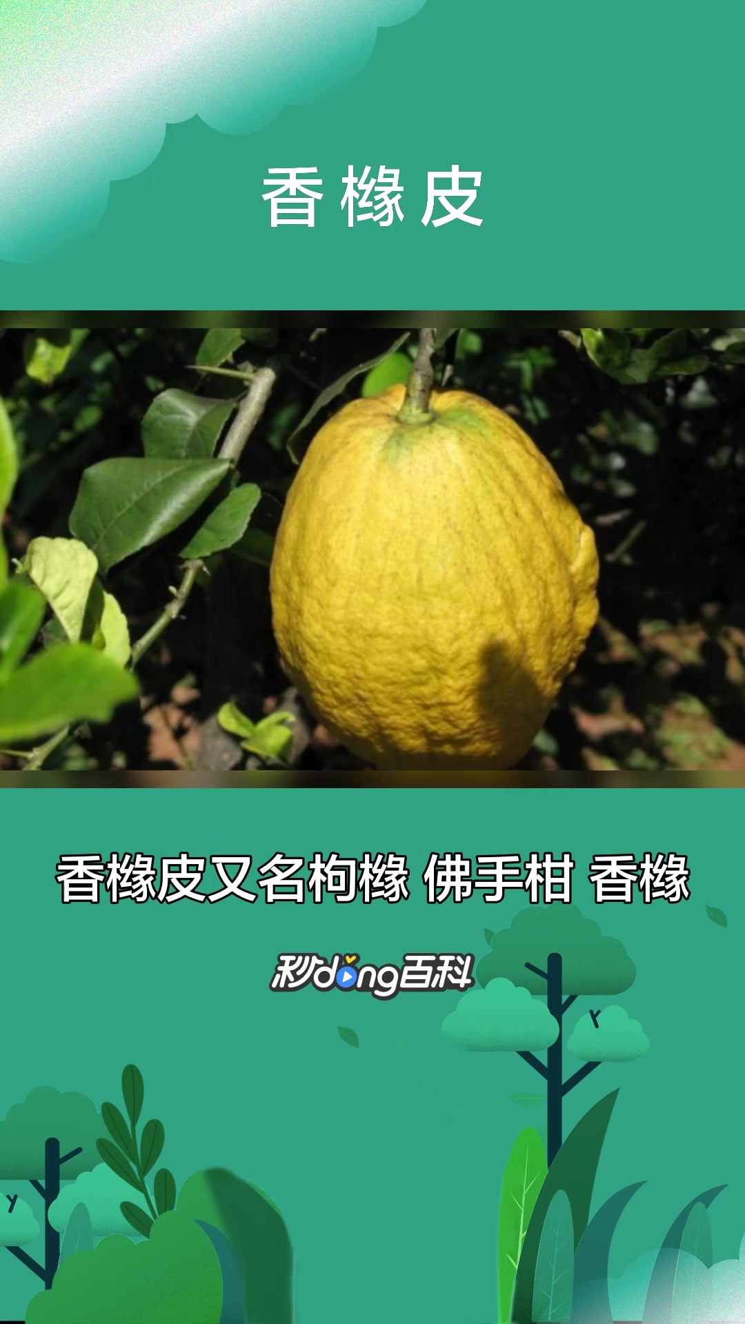 一分钟了解芸香科植物香橼皮