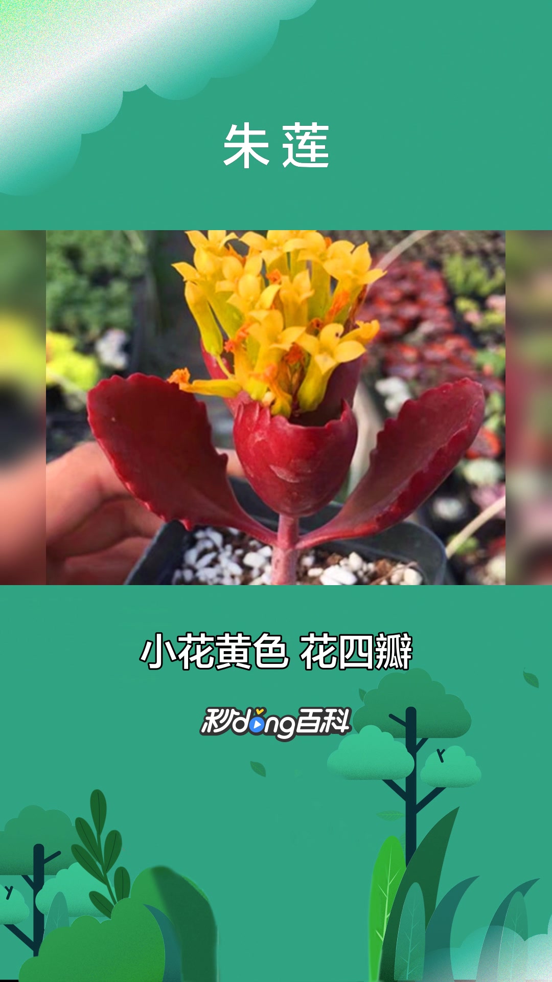 一分钟了解景天科伽蓝菜属植物朱莲