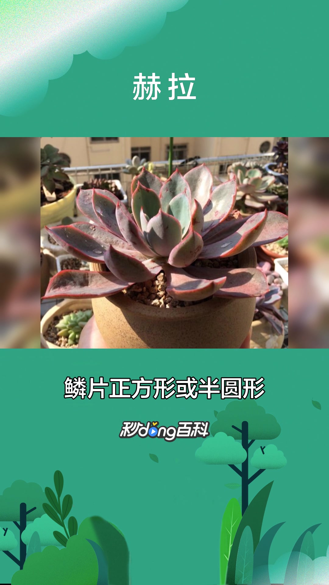 一分钟了解多肉植物赫拉