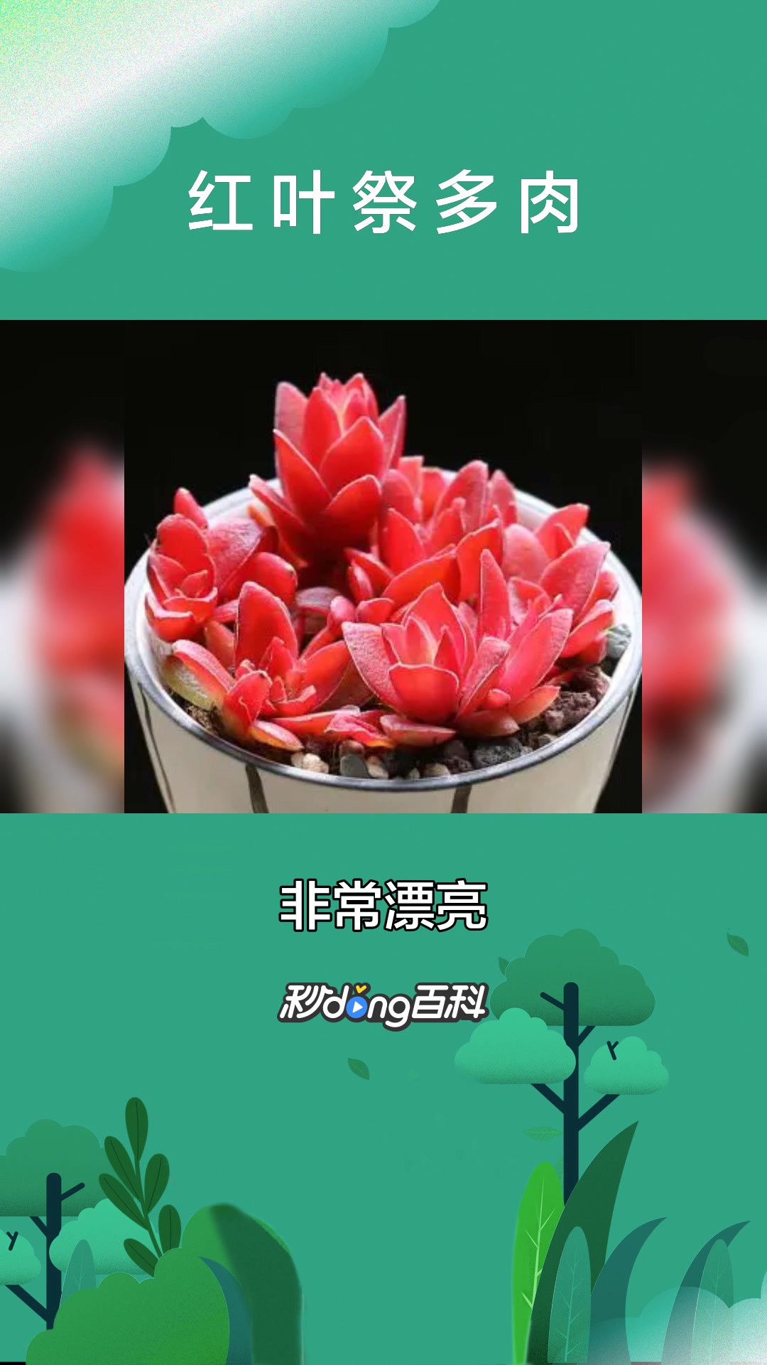 一分钟了解景天科植物红叶祭多肉
