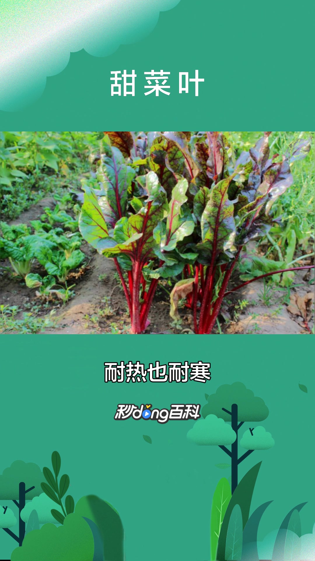 一分钟了解植物甜菜叶