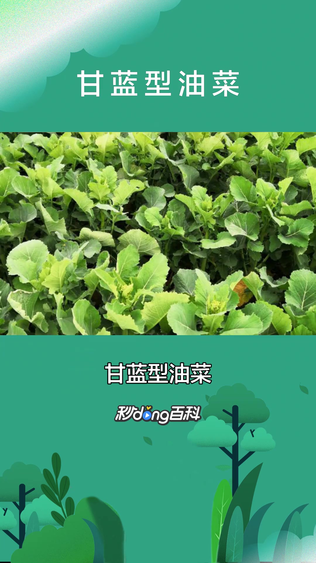 一分钟了解甘蓝型油菜