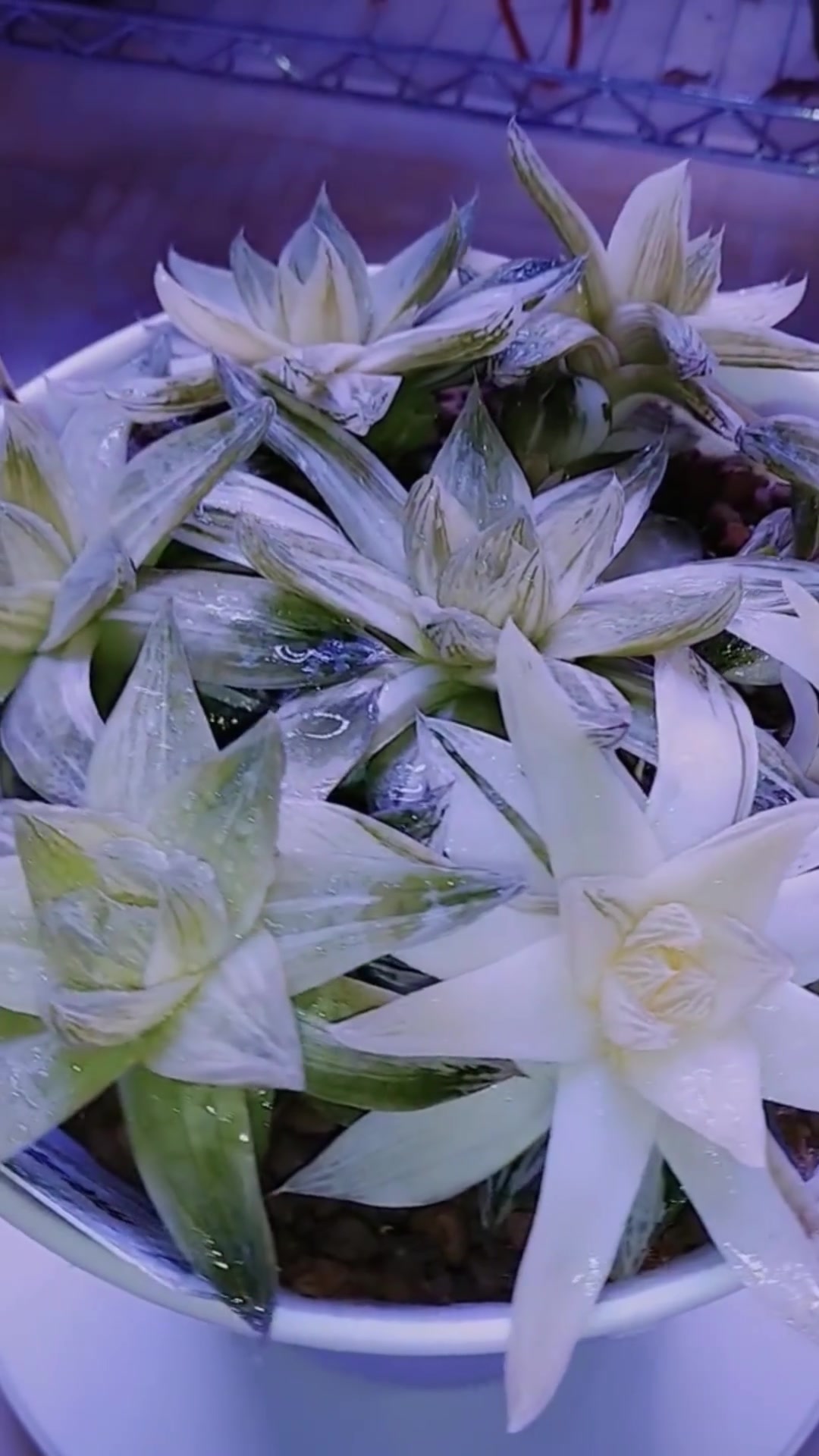 多肉凝脂菊的小知识