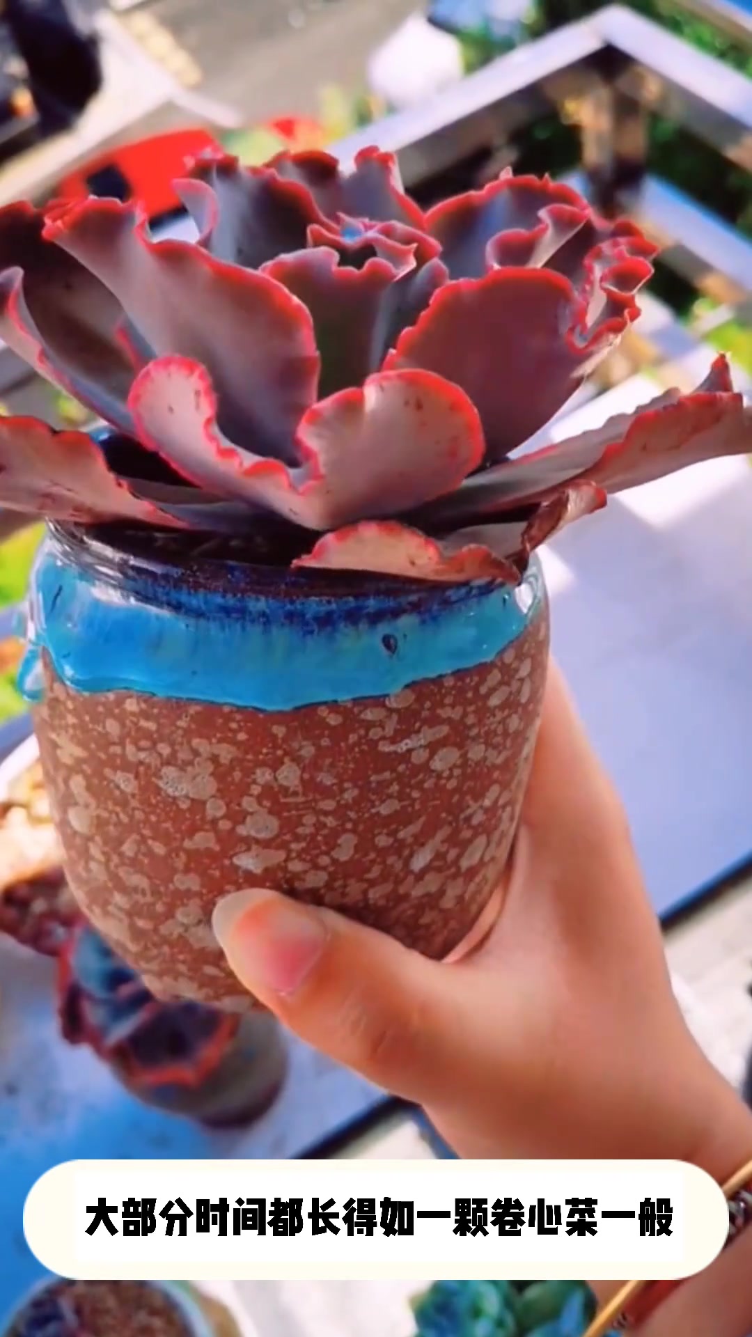 多肉高砂之翁的小知识