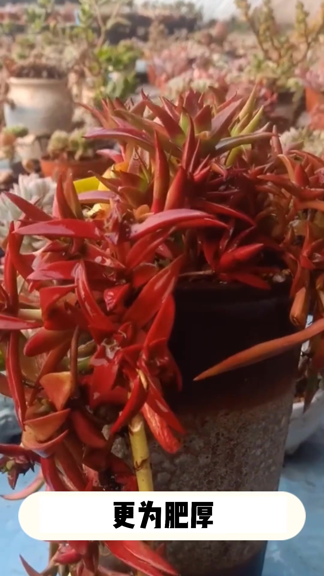 多肉赤鬼城的小知识