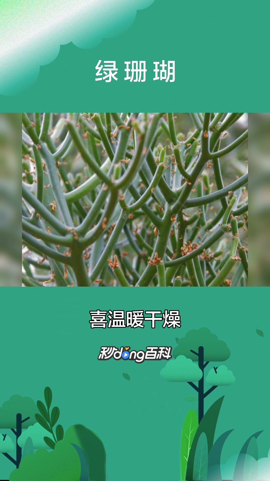 一分钟了解多肉植物绿珊瑚