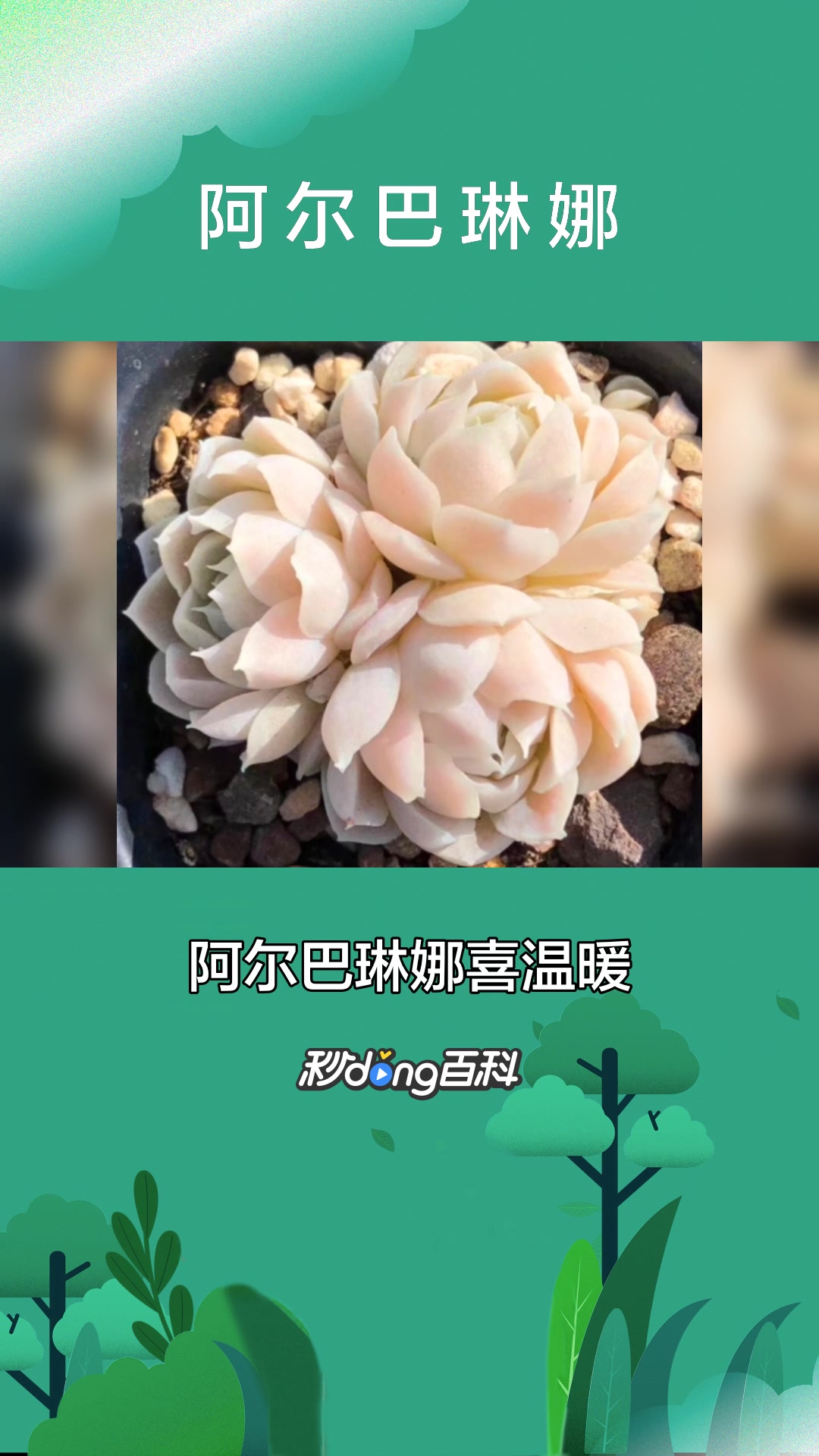 一分钟了解拟石莲属植物阿尔巴琳娜