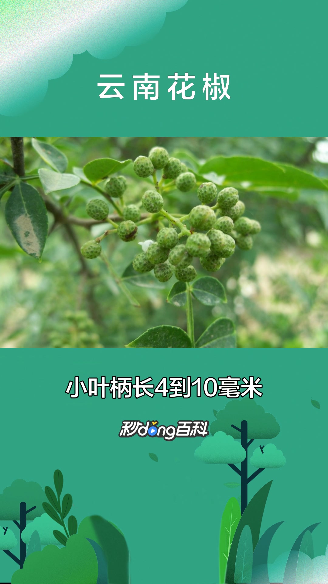 一分钟了解芸香科植物云南花椒