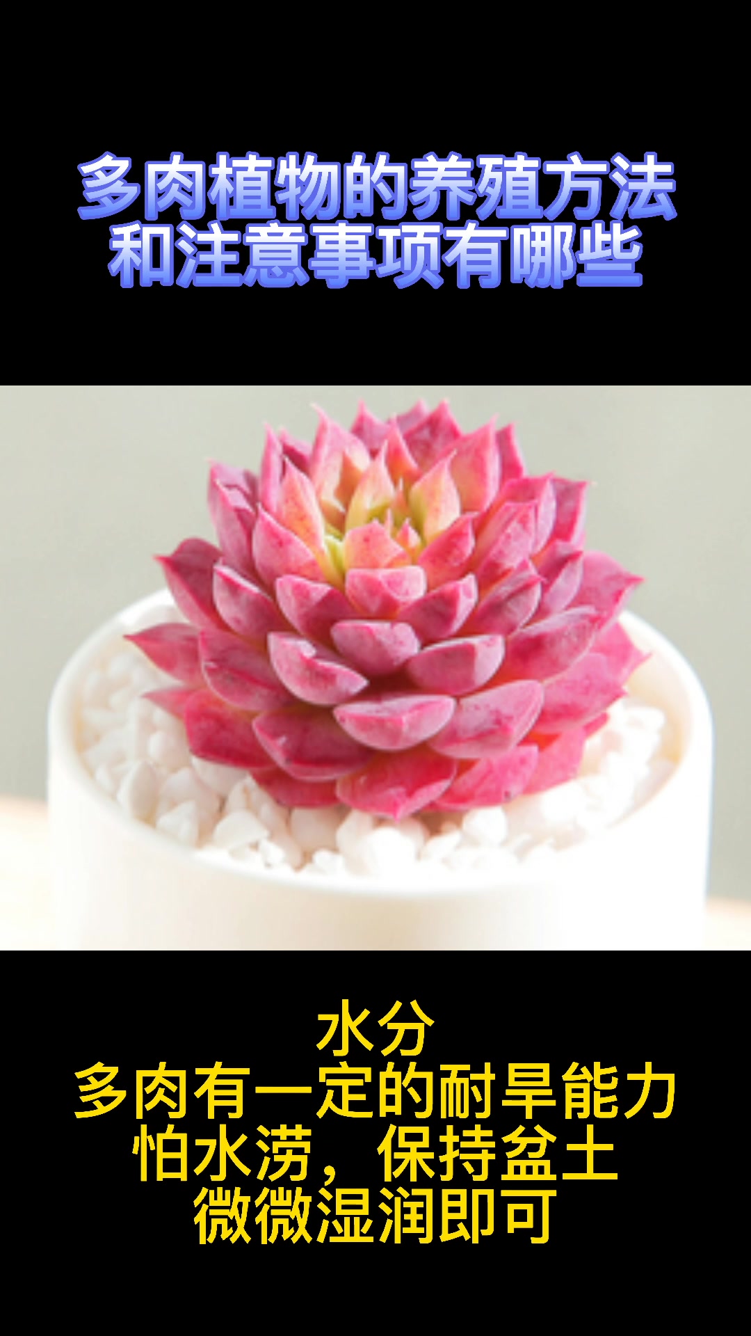 多肉植物的养殖方法和注意事项有哪些