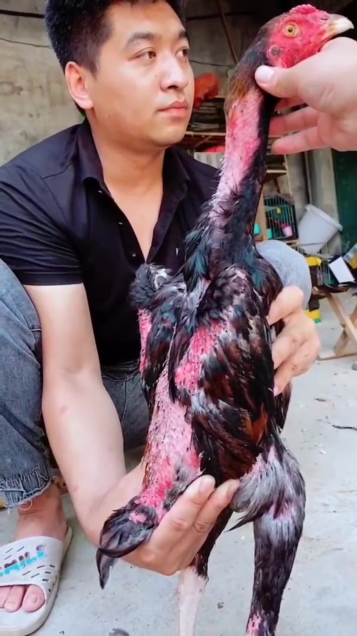 越南鬼子斗鸡大骨架斗鸡