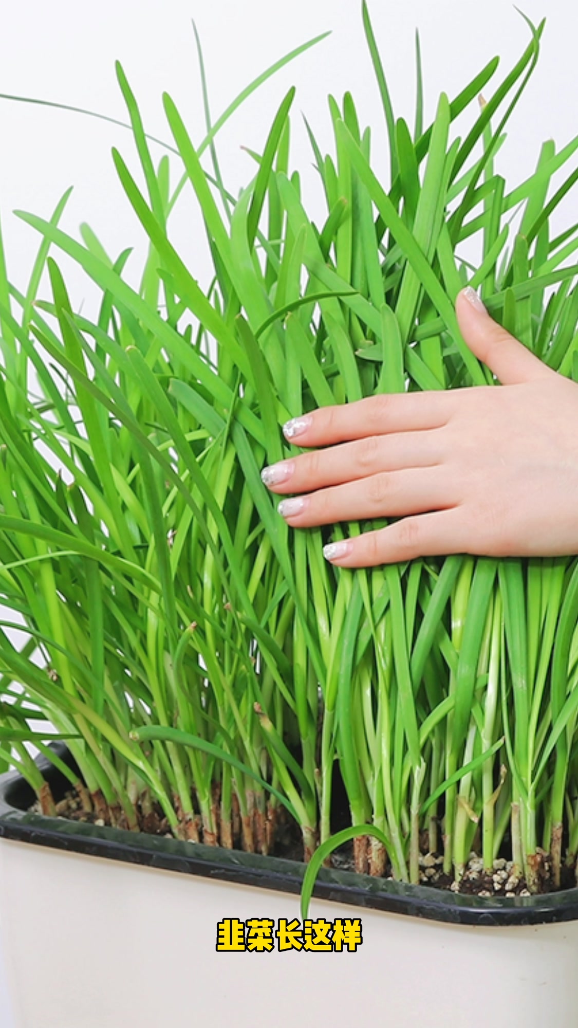 韭菜代替猫草,这组照片能打几分?