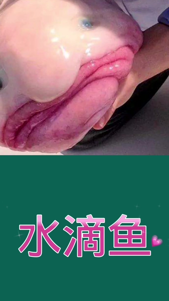 水滴鱼长的最丑的鱼