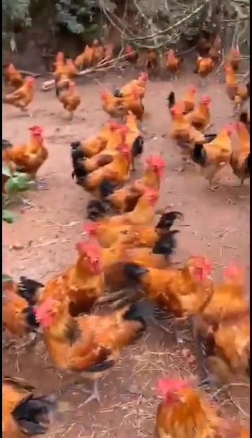 贵州土鸡养殖基地 贵阳土鸡苗养殖场 铜仁青脚麻肉鸡苗价格