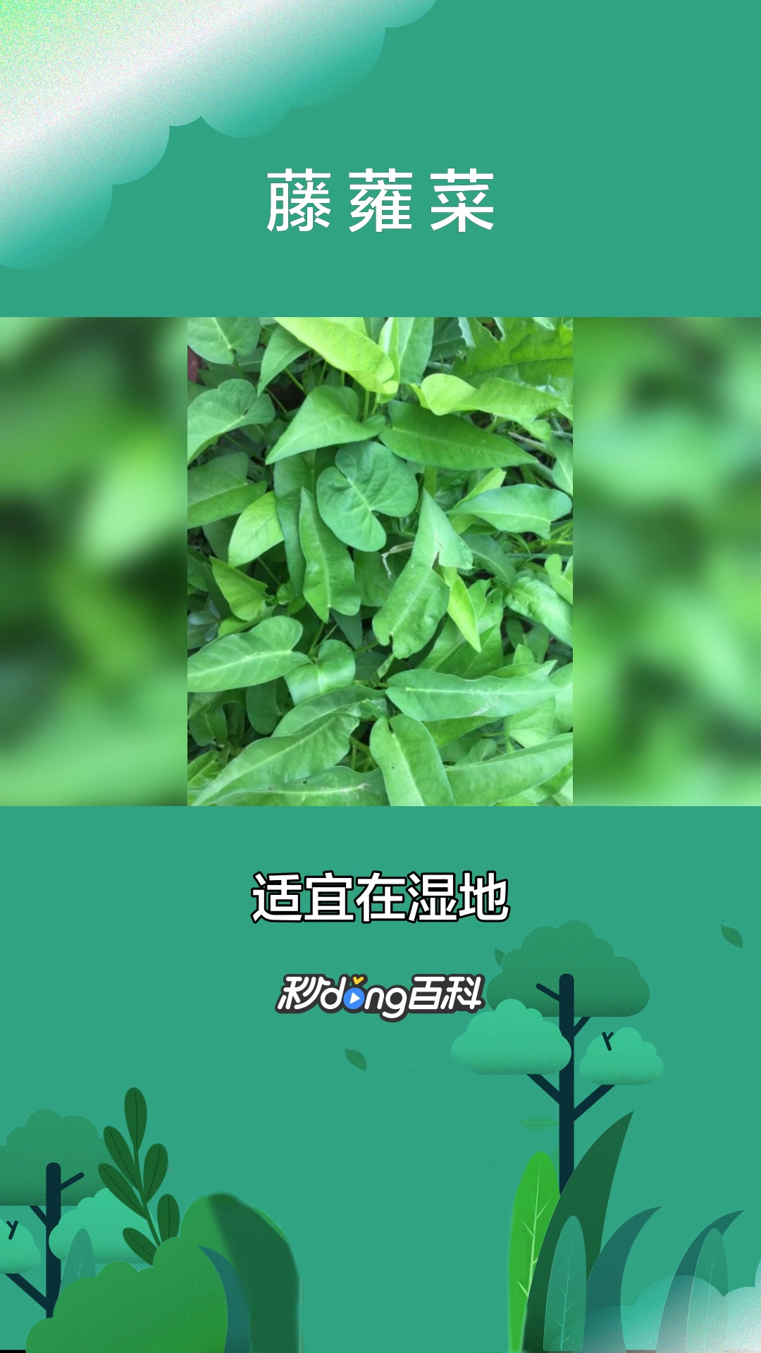 一分钟了解植物藤蕹菜