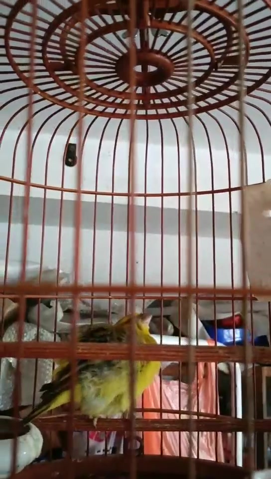 非洲丝雀之大金黄鸟叫声