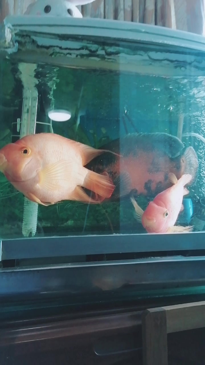 两条红色的鱼一起亲爱,黑色鱼就很孤单。